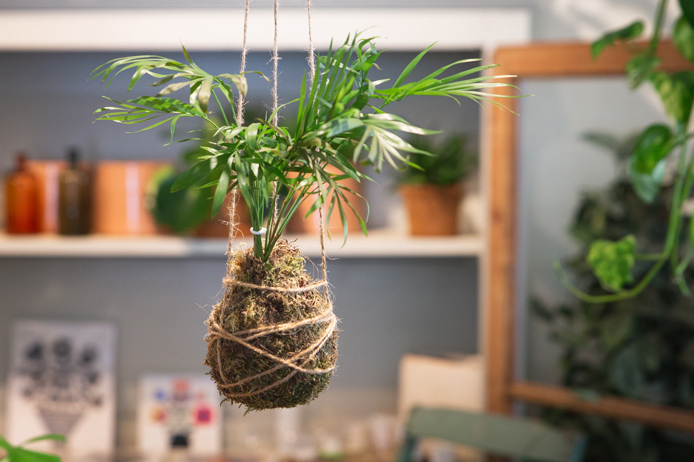 tara-piante-kokedama