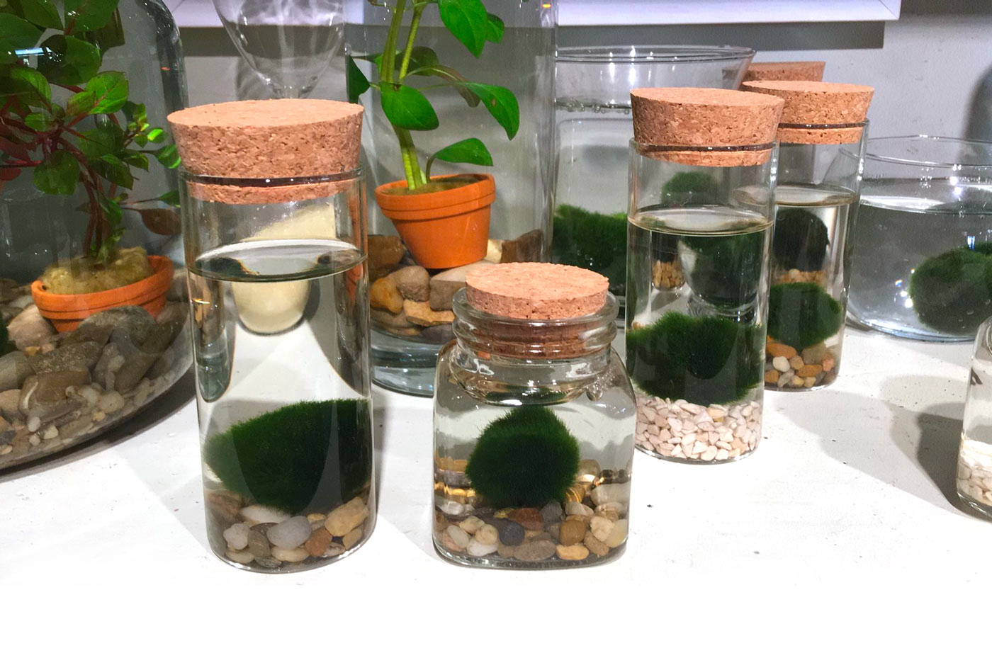 tara-piante-marimo